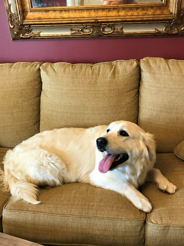 Young, female golden laying on a couch with her tongue out