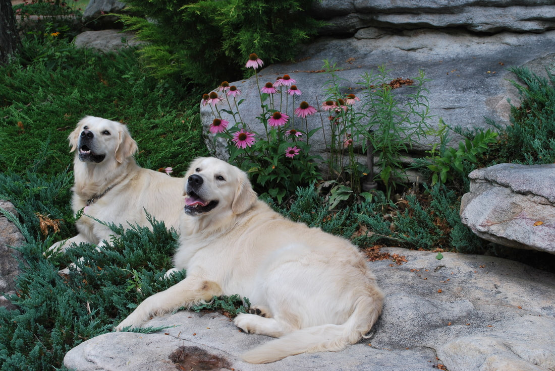 Two adult golden retrievers smiling in a bed of rocks and flowers