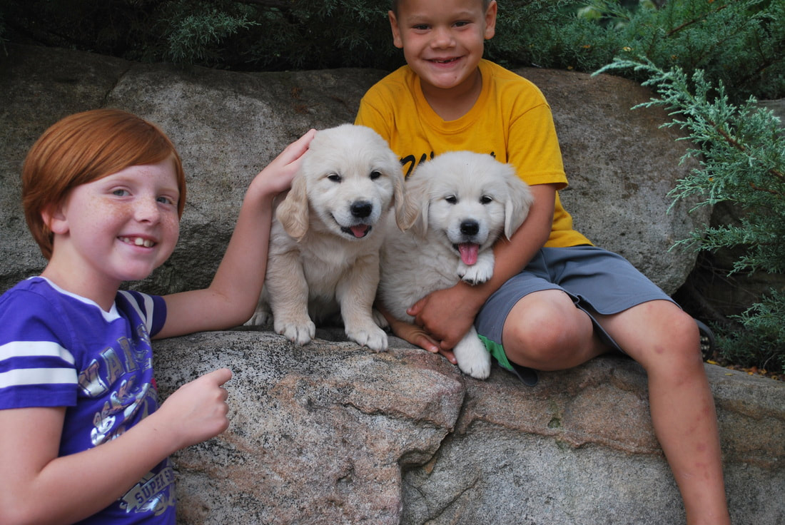 Young boy and girl petting two young golden retriever pups in the backyard