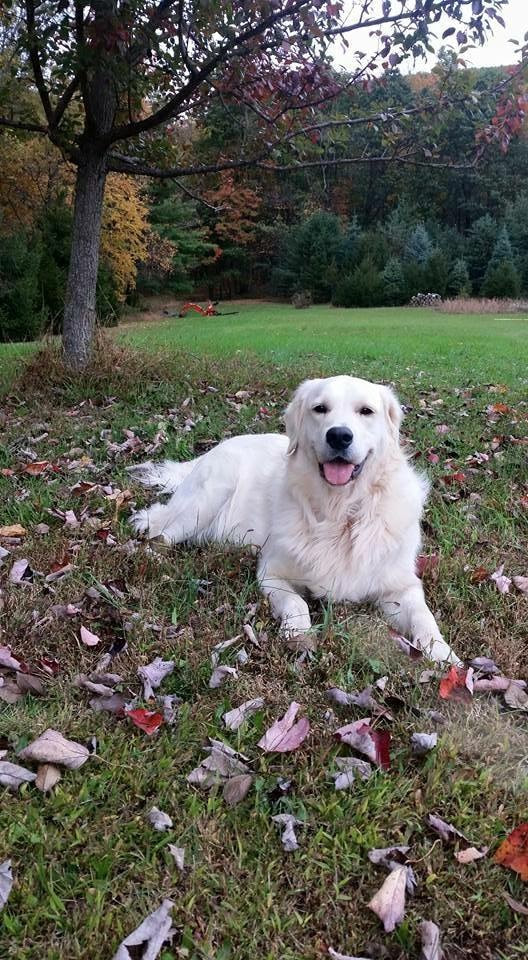 Smiling golden retriever laying in a yard full of leaves