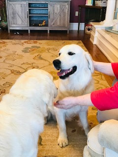 Female golden retriever, Aurora, being pet by woman while another dog stands nearby