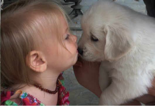 Six-week old golden retriever pup kissing female toddler