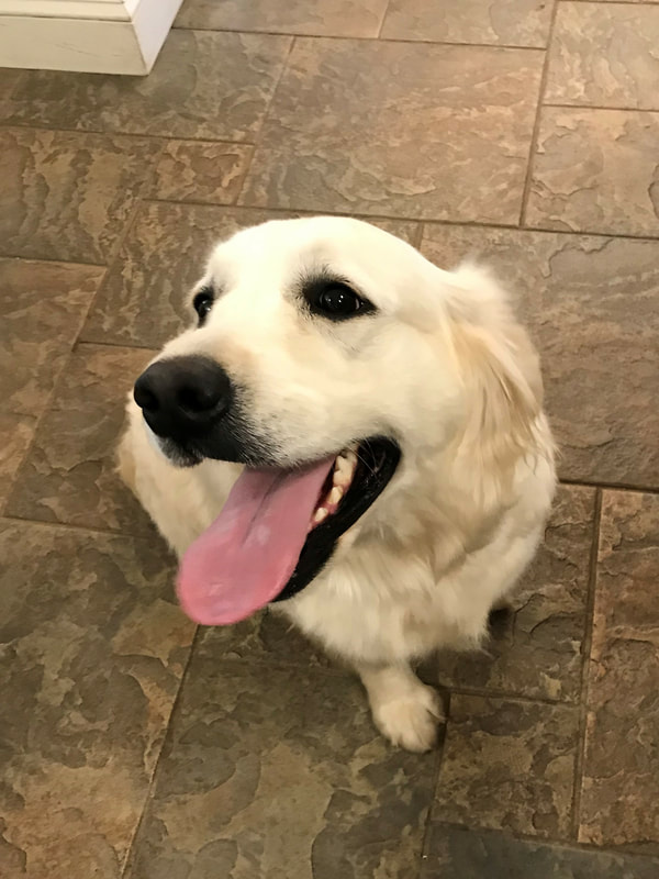 Gabby the golden retriever s all smiles for this picture!