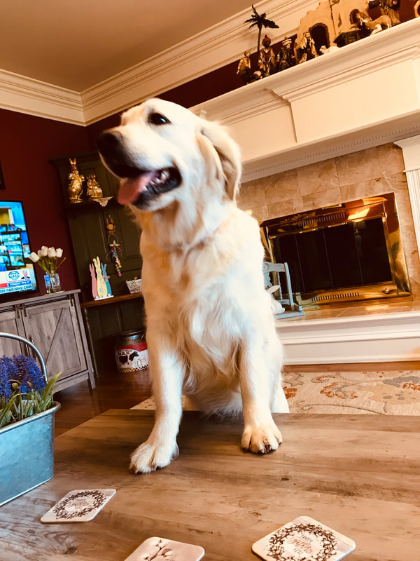 English cream golden retriever smiling while sitting in the middle of a family room