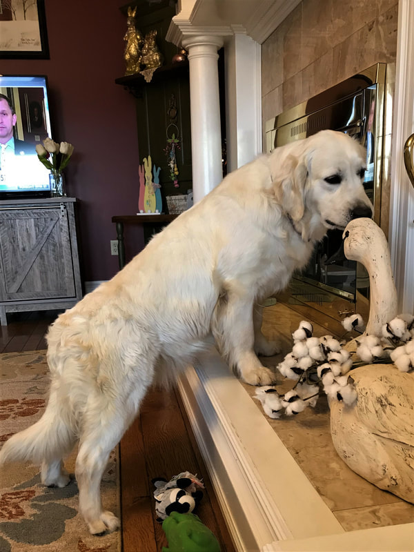 Gabby the golden perched on a side table while sniffing a goose sculpture