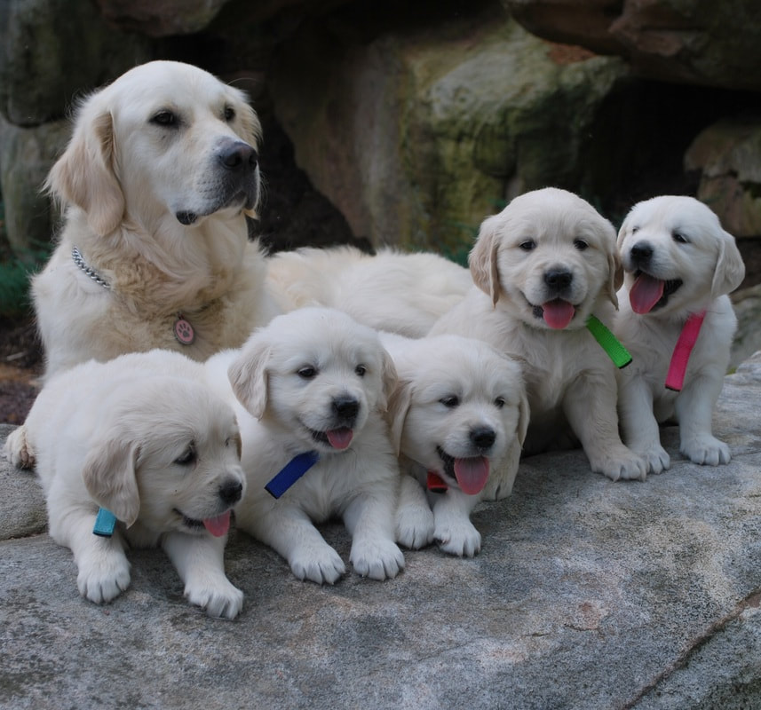 Mother with litter of five english cream golden retriever pups on a rock
