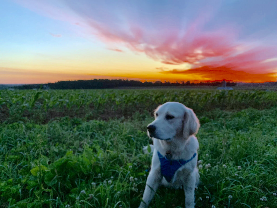 Golden retriever puppy with bright orange sunset in the background