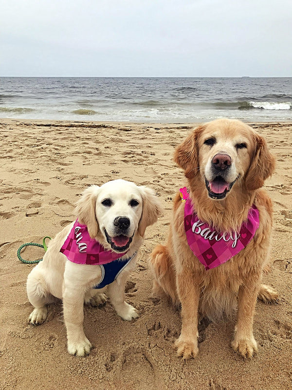 Kona and her older golden retriever sister, Bailey on the beach