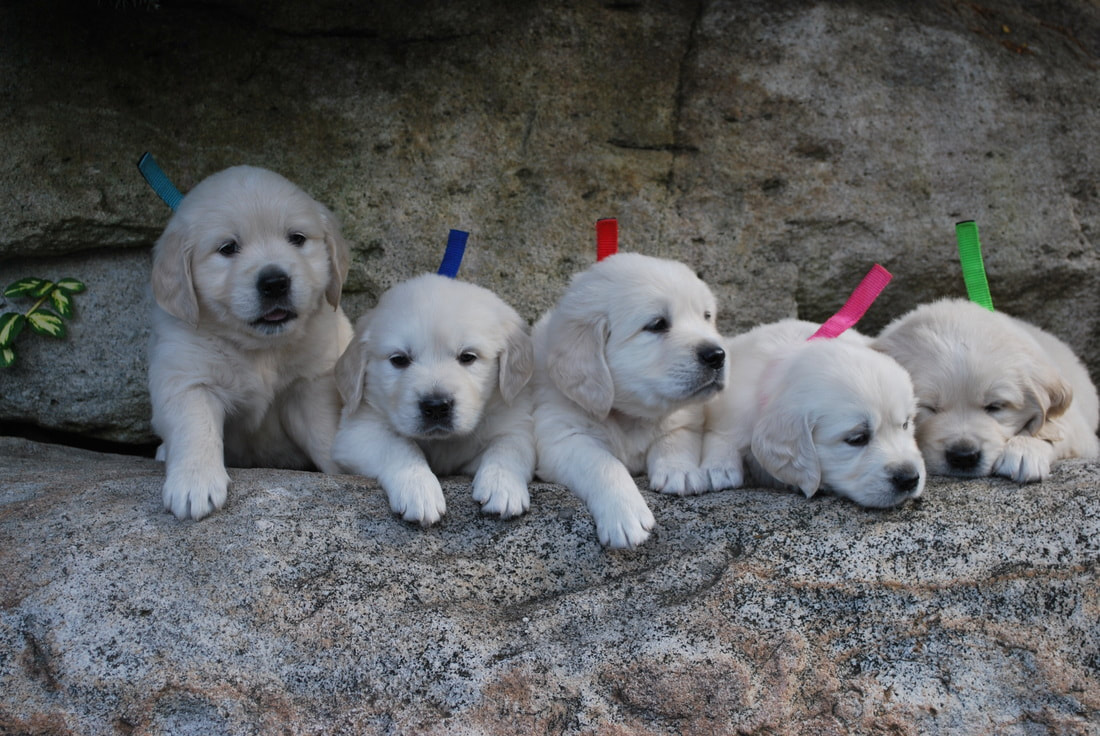 Little of five golden puppies snuggling on a rock