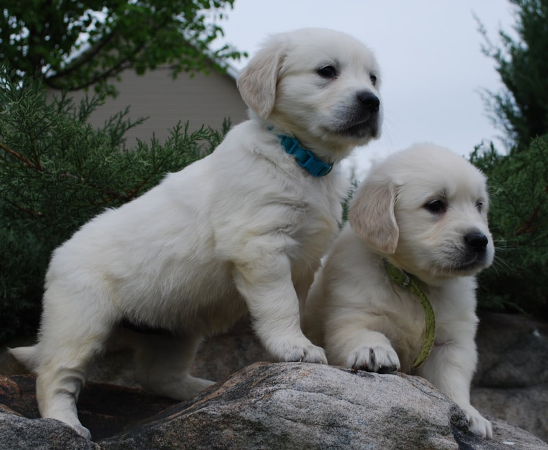 Two young golden retriever puppies posing on a rock
